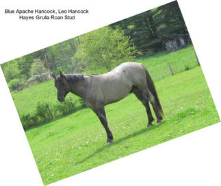 Blue Apache Hancock, Leo Hancock Hayes Grulla Roan Stud