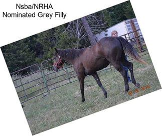 Nsba/NRHA Nominated Grey Filly