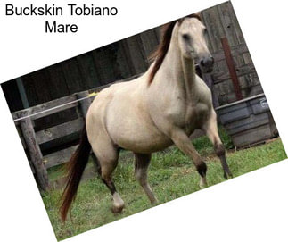 Buckskin Tobiano Mare