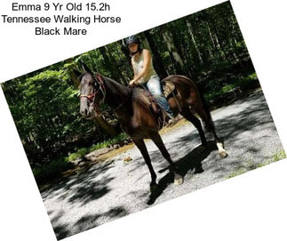 Emma 9 Yr Old 15.2h Tennessee Walking Horse Black Mare