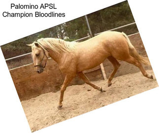 Palomino APSL Champion Bloodlines
