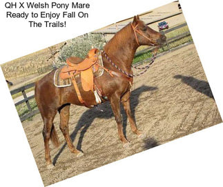 QH X Welsh Pony Mare Ready to Enjoy Fall On The Trails!