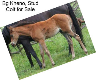 Bg Kheno, Stud Colt for Sale