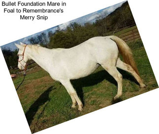 Bullet Foundation Mare in Foal to Remembrance\'s Merry Snip