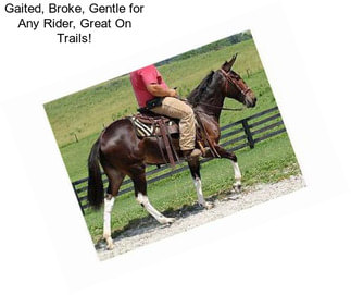 Gaited, Broke, Gentle for Any Rider, Great On Trails!