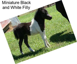 Miniature Black and White Filly