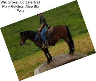 Well Broke, Kid Safe Trail Pony Gelding...Nice Big Pony