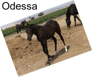 Odessa