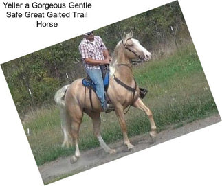 Yeller a Gorgeous Gentle Safe Great Gaited Trail Horse