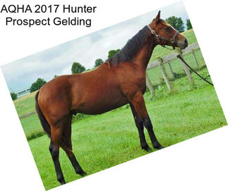 AQHA 2017 Hunter Prospect Gelding