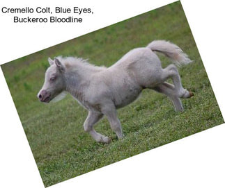 Cremello Colt, Blue Eyes, Buckeroo Bloodline