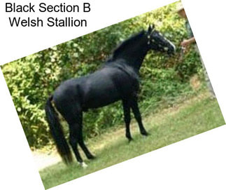 Black Section B Welsh Stallion