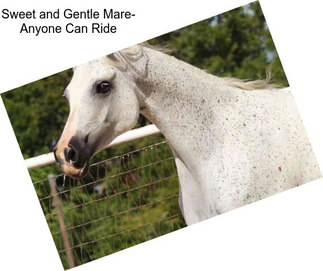 Sweet and Gentle Mare- Anyone Can Ride