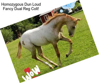 Homozygous Dun Loud Fancy Dual Reg Colt!