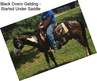 Black Overo Gelding - Started Under Saddle