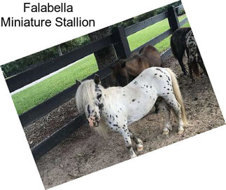 Falabella Miniature Stallion