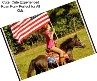 Cute, Cute Experienced Roan Pony Perfect for All Kids!