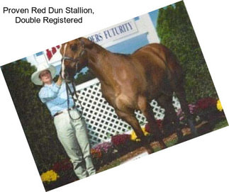 Proven Red Dun Stallion, Double Registered