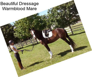 Beautiful Dressage Warmblood Mare