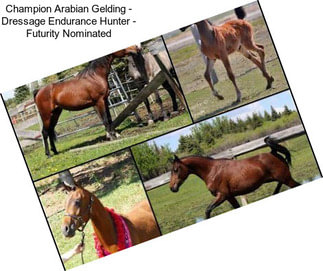 Champion Arabian Gelding - Dressage Endurance Hunter - Futurity Nominated