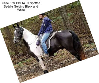 Kane 5 Yr Old 14.3h Spotted Saddle Gelding Black and White