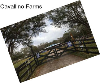 Cavallino Farms