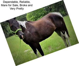 Dependable, Reliable, Mare for Sale, Broke and Very Pretty