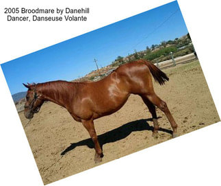 2005 Broodmare by Danehill Dancer, Danseuse Volante