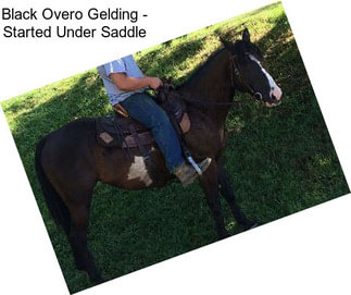 Black Overo Gelding - Started Under Saddle