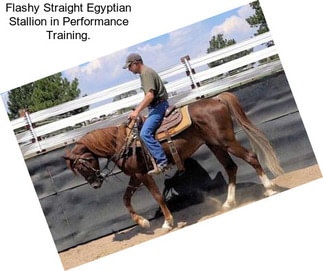 Flashy Straight Egyptian Stallion in Performance Training.