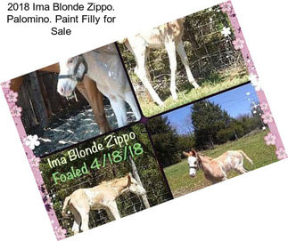 2018 Ima Blonde Zippo. Palomino. Paint Filly for Sale