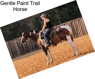 Gentle Paint Trail Horse
