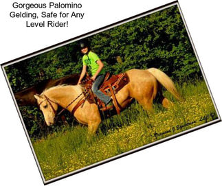 Gorgeous Palomino Gelding, Safe for Any Level Rider!