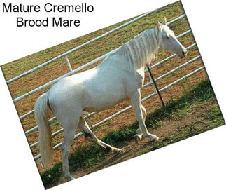 Mature Cremello Brood Mare