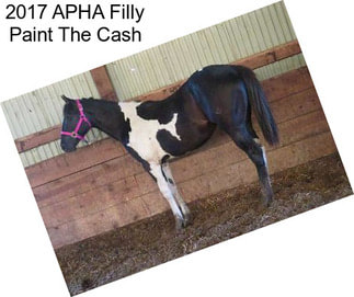 2017 APHA Filly Paint The Cash