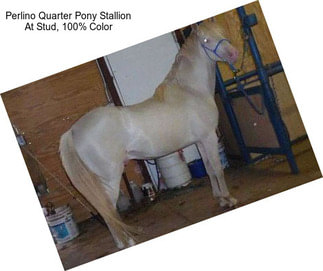 Perlino Quarter Pony Stallion At Stud, 100% Color