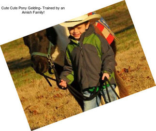 Cute Cute Pony Gelding- Trained by an Amish Family!