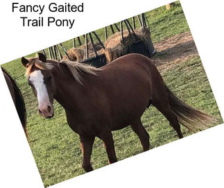 Fancy Gaited Trail Pony