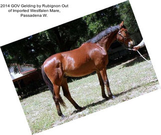 2014 GOV Gelding by Rubignon Out of Imported Westfalen Mare, Passadena W.