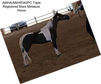 AMHA/AMHR/ASPC Triple Registered Mare Miniature Horse