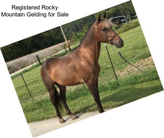 Registered Rocky Mountain Gelding for Sale