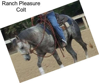 Ranch Pleasure Colt