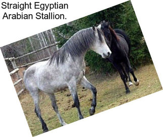 Straight Egyptian Arabian Stallion.