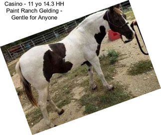 Casino - 11 yo 14.3 HH Paint Ranch Gelding - Gentle for Anyone