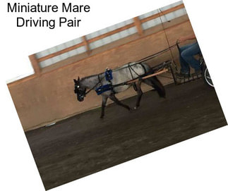 Miniature Mare Driving Pair