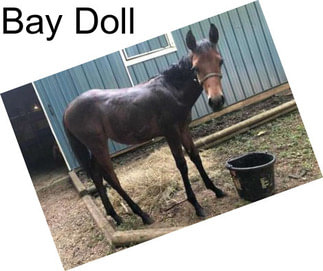 Bay Doll