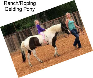 Ranch/Roping Gelding Pony