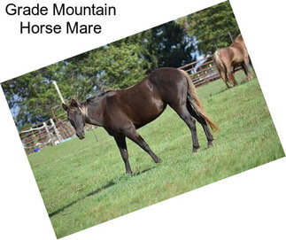 Grade Mountain Horse Mare