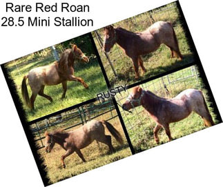 Rare Red Roan 28.5\