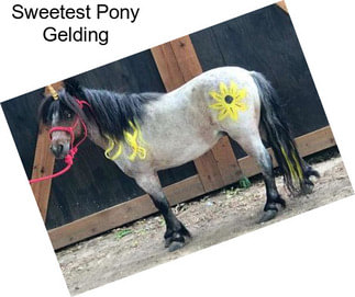 Sweetest Pony Gelding